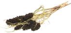 Sorghum SB aren pluimen Natural Brown, Huis en Inrichting, Woonaccessoires | Kunstplanten en Kunstbloemen, Ophalen of Verzenden