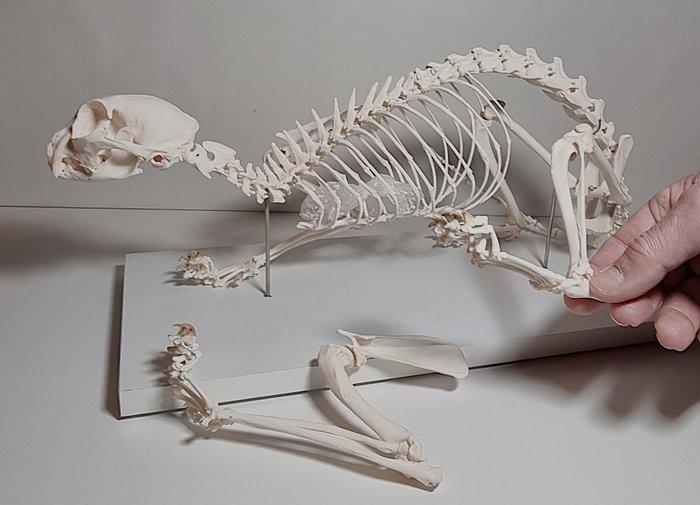 Manul of Pallaskatze Volledig skelet met schedel -, Antiek en Kunst, Curiosa en Brocante