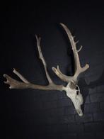 Père Davids Deer Schedel - Elaphurus davidianus - 80 cm -, Nieuw