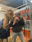 Paardentandarts Marnix Brandes, rustig en gepassioneerd.