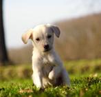 Golden Retriever 75% x Duitse herder pups 25% met garantie, Dieren en Toebehoren, Honden | Retrievers, Spaniëls en Waterhonden