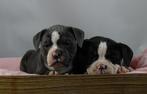 Old English Bulldog pups! t Gezonde type. Mogen direct mee!, Parvo, Nederland, 8 tot 15 weken, Bulldog