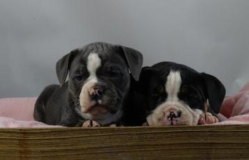 Old English Bulldog pups! t Gezonde type. Mogen direct mee! beschikbaar voor biedingen