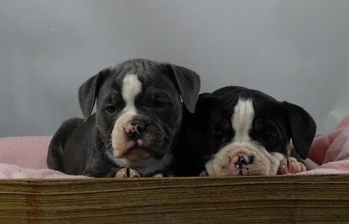 Old English Bulldog pups mogen direct mee. 2e kerstdag open!, Dieren en Toebehoren, Honden | Bulldogs, Pinschers en Molossers