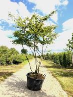 3x Krentenboompje Amelanchier lamarckii, Meerstammig, Wit, Nieuw