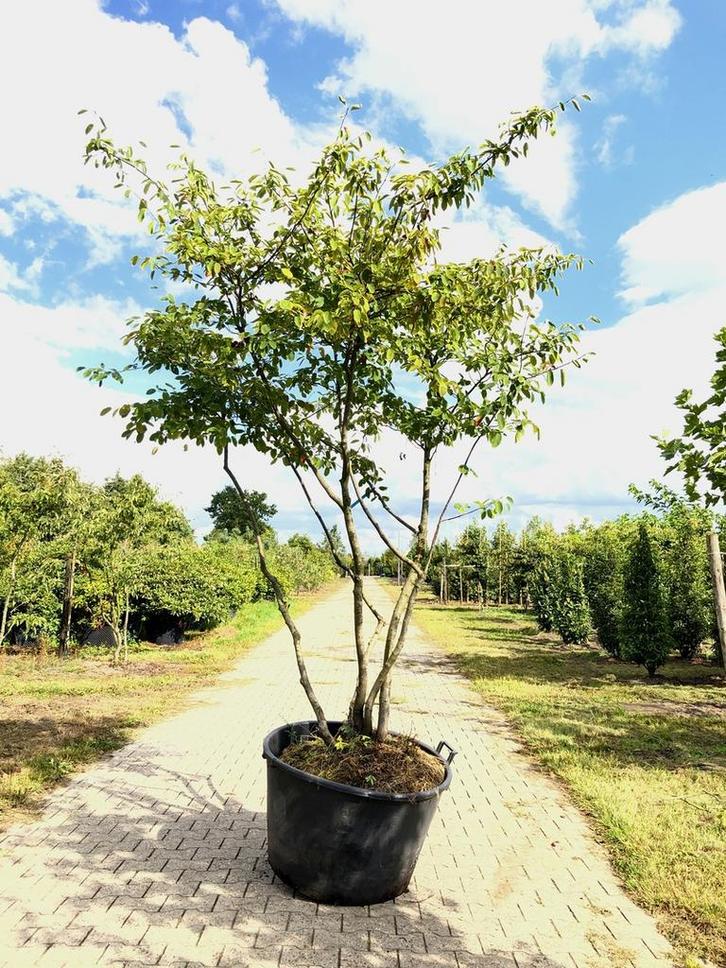 3x Krentenboompje Amelanchier lamarckii, Meerstammig, Wit, Auto's, Fiat