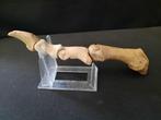 Finger Ray Holenbeer - Fossiel bot - 2.3 cm - 16.5 cm, Verzamelen