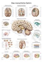 Anatomie poster hersenen (kunststof-folie, 70x100 cm), Nieuw, Verzenden