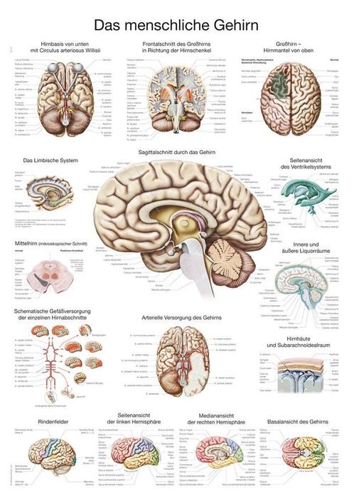 Anatomie poster hersenen (kunststof-folie, 70x100 cm), Sport en Fitness, Overige Sport en Fitness, Nieuw, Verzenden
