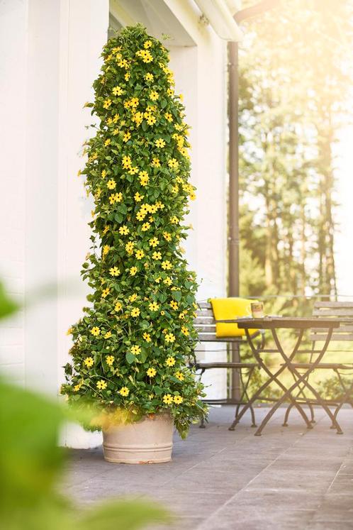 Thunbergia - Geel / Staand, Tuin en Terras, Planten | Tuinplanten, Ophalen of Verzenden