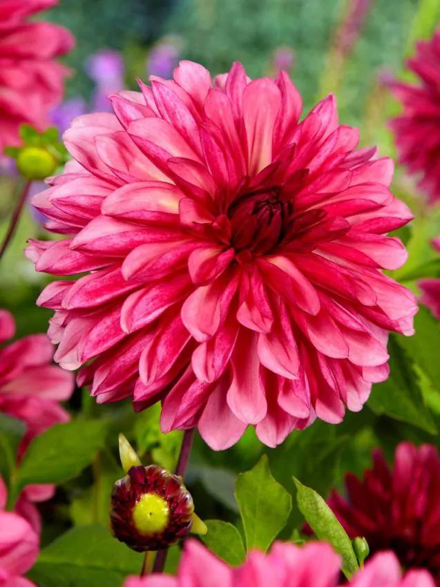 Dahlia Bacardi (Rood geel, Dahlia’s kopen?), Tuin en Terras, Bloembollen en Zaden, Ophalen of Verzenden