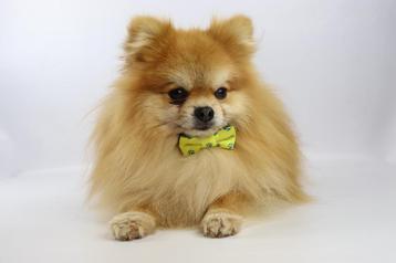 Mini Pomeranians, Dwergkeesjes, Erkend Belgisch Fokker beschikbaar voor biedingen