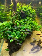 Aquariumvissen Aquariumplanten aquascaping Garnalen koi, Dieren en Toebehoren, Vissen | Aquariumvissen, Schoolvis
