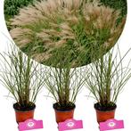 Miscanthus sinensis Gracillimus + Pot 12cm 3 s, Halfschaduw, Verzenden