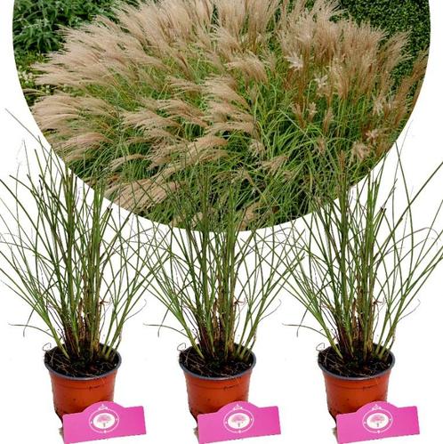 Miscanthus sinensis Gracillimus + Pot 12cm 3 s, Tuin en Terras, Planten | Fruitbomen, Halfschaduw, Verzenden