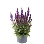 Salvia nemorosa Marvel Dark Blue (vaste planten), Tuin en Terras, Overige soorten, Volle zon, Vaste plant, Ophalen of Verzenden