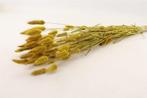 Lagurus Ovatus Pluimgras Graspluimen in hoes Geel 100 gram, Ophalen of Verzenden, Nieuw