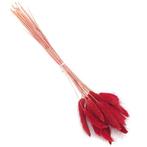 Lagurus Ovatus 100 gr in hoes Rood Pluimgras graspluimen, Ophalen of Verzenden, Nieuw