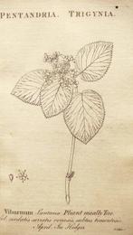 John Walcott - Flora Britannica - 1778, Antiek en Kunst