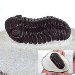 Trilobiet - Fossiel rugschild - Phacops sp.  - Cuality -