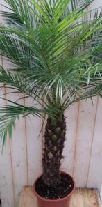 Phoenix Roebelenii Dwergdadelpalm Palmboom 120 cm (kan binne, Verzenden