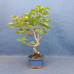 Bougainvillea bonsai (Bougainvillea glabra) - Hoogte (boom):