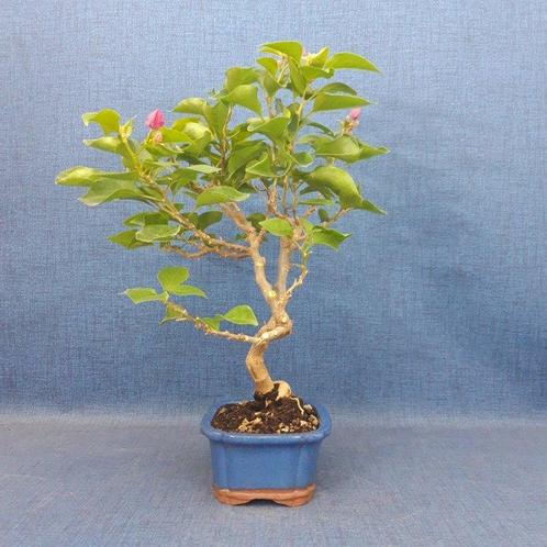 Bougainvillea bonsai (Bougainvillea glabra) - Hoogte (boom):, Antiek en Kunst, Curiosa en Brocante
