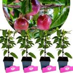 Passiflora Edulis Frederik + pot 9cm 4 pcs, Verzenden, Volle zon