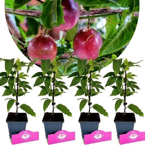 Passiflora Edulis Frederik + pot 9cm 4 pcs, Tuin en Terras, Planten | Fruitbomen, Volle zon, Verzenden