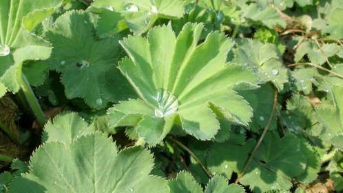 Vrouwenmantel , alchemilla mollis , p9, Tuin en Terras, Planten | Tuinplanten, Vaste plant, Zomer, Ophalen of Verzenden