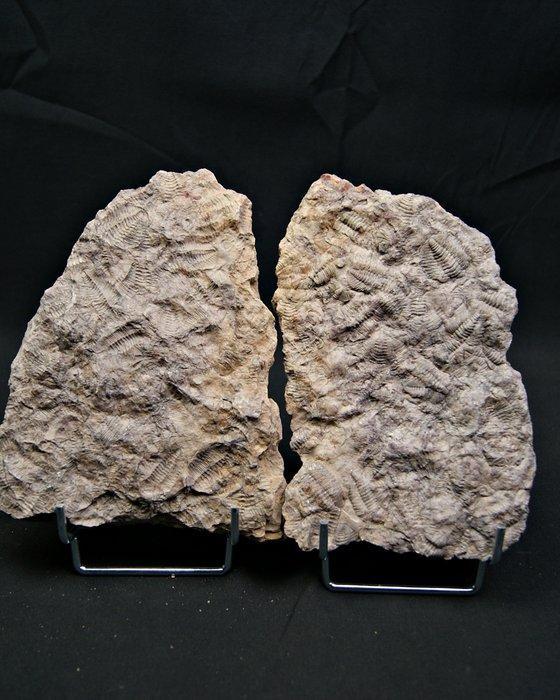 Trilobiet - Fossiele sterfteplaat - Placa Trilobite positivo, Verzamelen, Mineralen en Fossielen