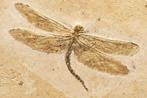 prachtige 125 miljoen jaar oude libel - Gefossiliseerd dier