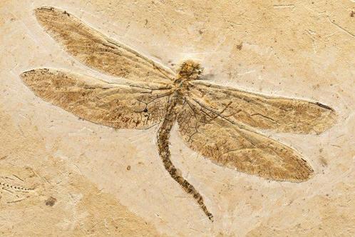 prachtige 125 miljoen jaar oude libel - Gefossiliseerd dier, Verzamelen, Mineralen en Fossielen