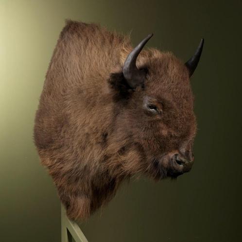 Europese Bizon Taxidermie Opgezette Dieren By Max, Verzamelen, Dierenverzamelingen, Opgezet dier, Nieuw, Wild dier, Ophalen of Verzenden