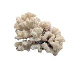 Koraal Koraal - Corallo naturale bianco da 900g – Eleganza, Nieuw