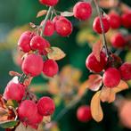 Japanse wilde sierappel - Malus ‘Red Sentinel’ - Omtrek: 18-, Tuin en Terras, Planten | Bomen, Ophalen of Verzenden