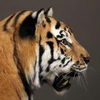Siberische tijgers Taxidermie volledige montage - Panthera, Nieuw