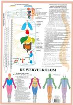 Anatomie poster vegetatief zenuwstelsel (NL, A2), Sport en Fitness, Overige Sport en Fitness, Nieuw, Verzenden