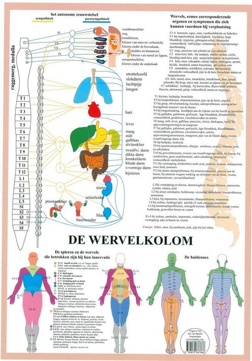 Anatomie poster vegetatief zenuwstelsel (NL, A2), Sport en Fitness, Overige Sport en Fitness, Nieuw, Verzenden