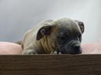 Old English Bulldog pups! t Gezonde type. Mogen mee!, Parvo, Nederland, 8 tot 15 weken, Bulldog