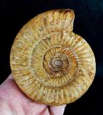 Ammoniet - Gefossiliseerd dier - Dichotomosphinctes, Verzamelen, Mineralen en Fossielen