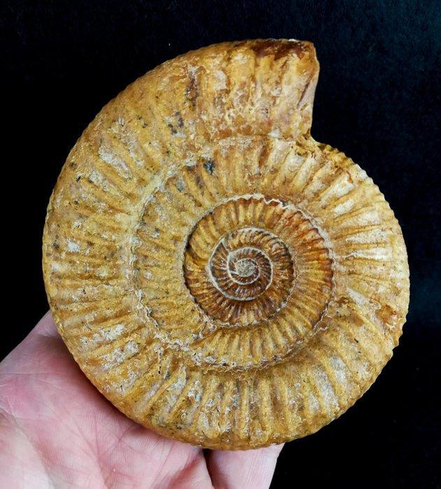 Ammoniet - Gefossiliseerd dier - Dichotomosphinctes, Verzamelen, Mineralen en Fossielen