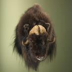 Muskusos Taxidermie Opgezette Dieren By Max, Ophalen of Verzenden, Nieuw, Wild dier, Opgezet dier