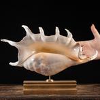 Spider Conch - van topkwaliteit - grote maat - Isole Bawe