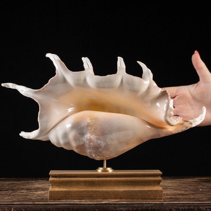 Spider Conch - van topkwaliteit - grote maat - Isole Bawe, Antiek en Kunst, Curiosa en Brocante