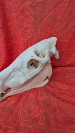 Paard Schedel - Equus caballus - crâne complet dun spécimen, Antiek en Kunst, Curiosa en Brocante