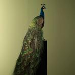 Blauwe Pauw Taxidermie Opgezette Dieren By Max, Verzamelen, Dierenverzamelingen, Ophalen of Verzenden, Nieuw, Vogel, Opgezet dier