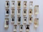 Themacollectie - Collectie insecten in resinblokken - RBA