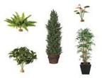Goedkoop Planten en Bloemen huren vanaf €5,- per dag, Nieuw