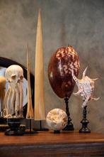 Prachtige set van 2 schelpen - Spider Conch Shell & Melo